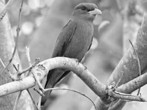 Enter the realm of elegance Welcome to the world of the Tanzania's Broad-Billed Roller!