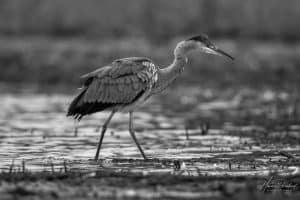 Ethereal Elegance - Embarking on a Journey to Discover Tanzania's Graceful Gray Herons!