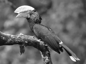 Ethical Guidelines for Capturing Tanzania's Avian Treasures!