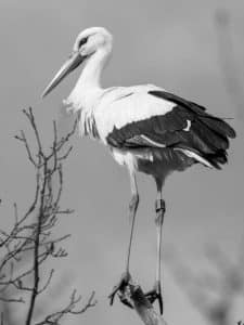 Expert Insights for Tracking and Capturing Tanzania's Magnificent Storks in Flight!
