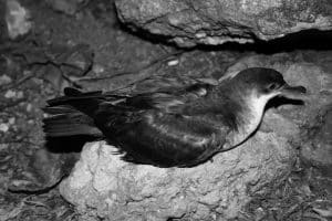 Expert Tips for Capturing Tanzania's Tropical Shearwaters in Their Elemental Splendor!