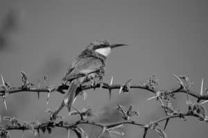 Expert Tips for Swallow-Tailed Bee-Eater Photography in Tanzania