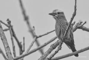 Explore Tanzania's hidden gems to catch a glimpse of the Rufous-Crowned Roller!