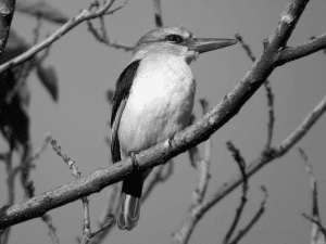 Exploring Earth Tones - A Brown-Hooded Kingfisher Introduction to Tanzania
