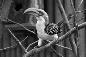 Exploring Tanzania's Folklore Through the Eastern Yellow-Billed Hornbill!