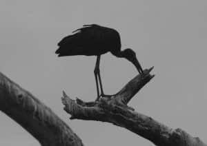 Exploring Tanzania's Vast Savannahs Where the Graceful Stork Roams Free!