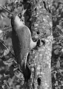 Exploring the Breeding Behavior of Tanzania's Green-Backed Woodpecker!