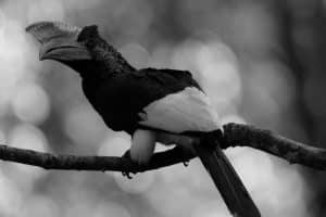 Exploring the Cultural Tales Woven Around Tanzania's Black-and-White-Casqued Hornbill!