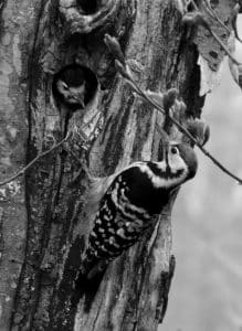 Exploring the Habitat of Tanzania's Brown-Backed Woodpecker!