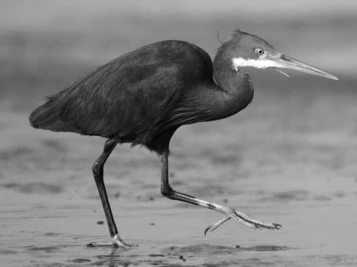 Exploring the Uncharted Territories - The Western Reef-Heron in Tanzania and Its Fascinating Habitat