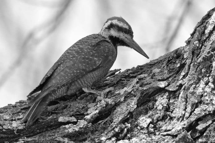 Exploring the Unique Habitat of the Bearded Woodpecker in Tanzania