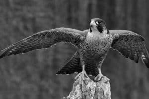 Falcon Frenzy Tanzania's Aerial Aristocrats