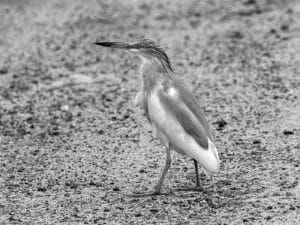 Feathered Portraits - Expert Tips for Capturing the Elegance of Tanzania's Squacco Herons on Camera!