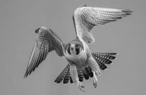 Flight of Fancy - Crafting Your Ultimate Falcon Safari