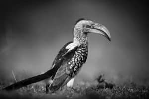 Forest Stewards - The Vital Role of Tanzania's Eastern Yellow-Billed Hornbills!