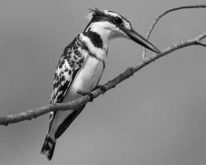 From Present to Posterity - Ensuring the Legacy of Tanzania's Pied Kingfishers