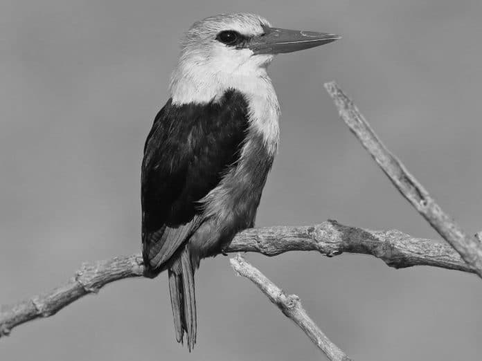 Gray-Headed Kingfisher in Tanzania - Crowned Majesty in Tanzanian Streams