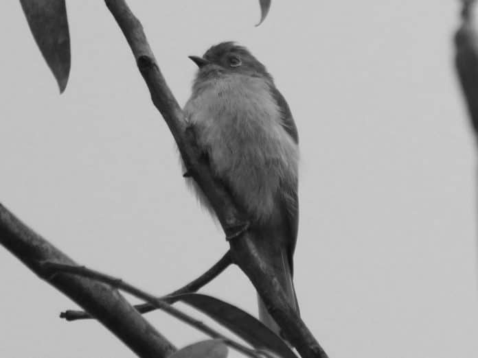 Green-Backed Honeyguide in Tanzania - Verdant Charms of Tanzanian Forests
