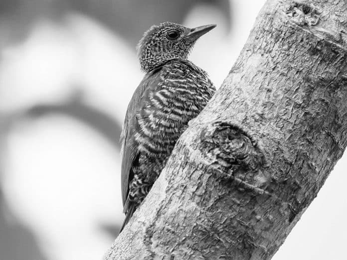 Green Symphony - Exploring the Green-Backed Woodpecker’s World in Tanzanian Canopies