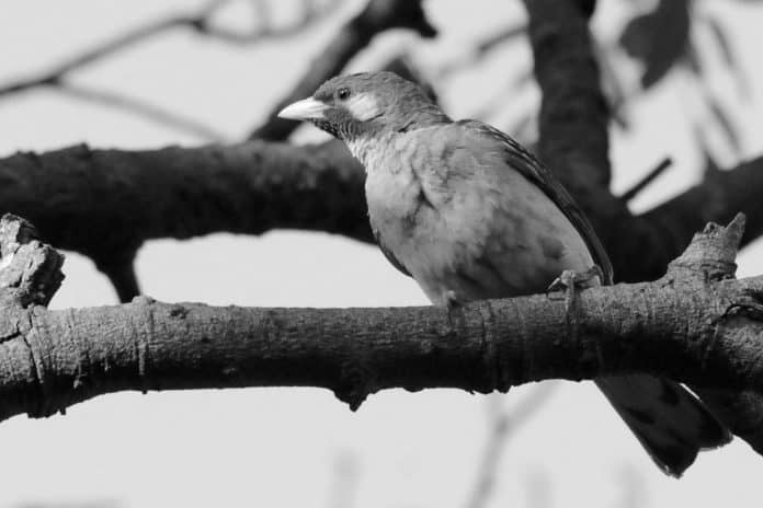 Guiding Lights - The Greater Honeyguide’s Presence in the Vast Tanzanian Savannah