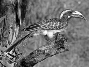 Heralds of the Jungle Tanzania's - Enchanting Hornbill Species Revealed!