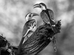 How to Back Tanzania's Red-Billed Hornbill Conservation!