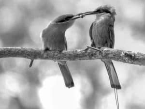 In-Depth Discoveries - Insights from Böhm’s Bee-Eater Research in Tanzania