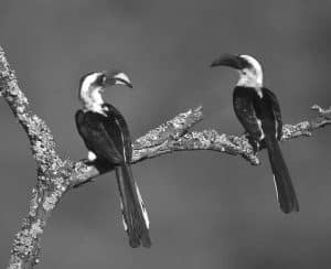 In the Canopy's Shadow - The Mysteries of Tanzania's Von der Decken's Hornbill!