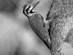 Insider Tips for Spotting Tanzania's Bearded Woodpecker in the Wild!