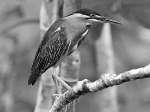 Introducing Tanzania's Striated Herons, Masters of Marshland Camouflage!