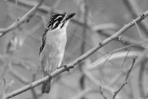 Joining Forces to Preserve Tanzania's Red-Fronted Tinkerbird!
