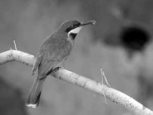 Journey into the World of Tanzania's Cinnamon-Chested Bee-Eaters