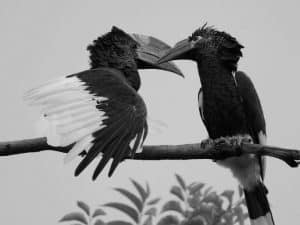 Journeying into Tanzania's Black-and-White-Casqued Hornbill Territory!