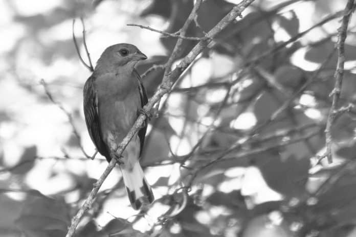 Lesser Honeyguide in Tanzania - Lesser Size, Greater Wonders in Tanzanian Trails