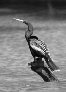Mastering the Art of Capturing Tanzania's Anhingas in All Their Photogenic Glory!