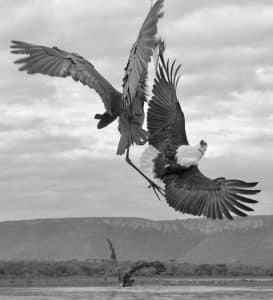 Mastering the Art of Capturing Tanzania's Goliath Herons in Their Natural Splendor!