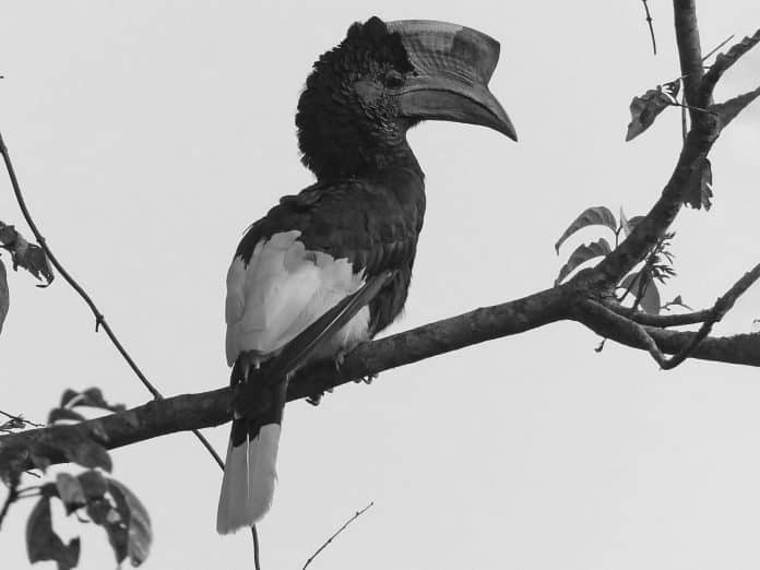 Monochrome Majesty - The Black-and-White-Casqued Hornbill’s Presence in Tanzanian Jungles
