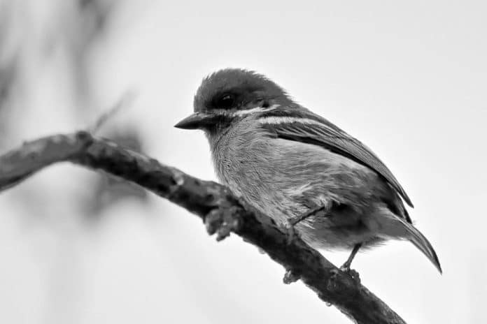 Moustached Tinkerbird in Tanzania - Whiskered Wonders in Tanzanian Treetops