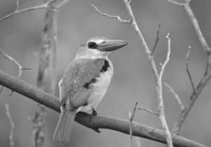 Mysteries of Tanzania's Mangroves - Tracing the Path of the Mangrove Kingfisher