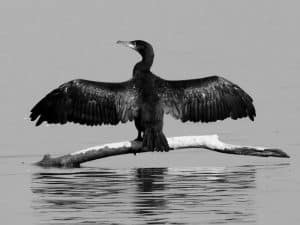 Navigating Ethical Boundaries When Observing Tanzania's Cormorants!