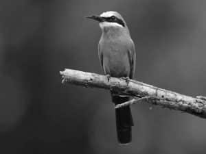 Navigating Tanzania's Realm of White-Fronted Bee-Eaters