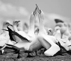 Navigating the Seaside Realms of Tanzania's Cape Gannets!