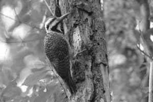 Nurturing Tanzania's Bearded Woodpecker Habitat for Posterity!