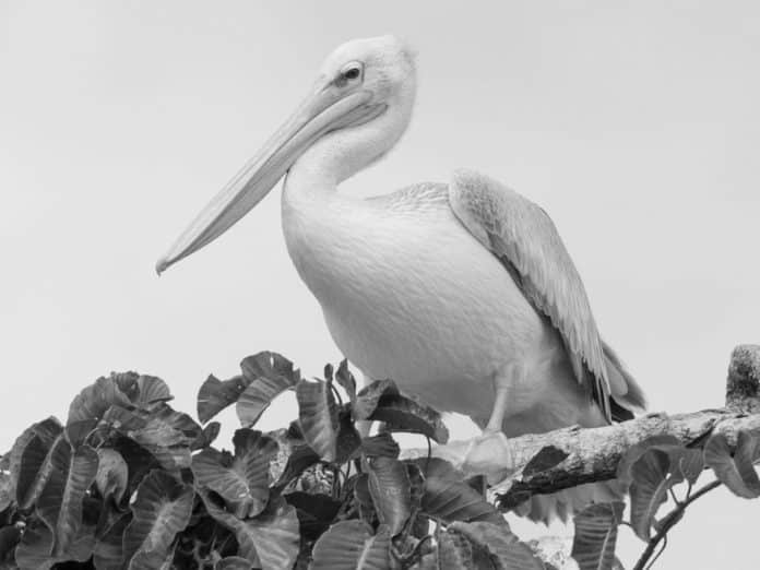 Pink-Backed Pelican in Tanzania - A Closer Look at this Graceful Avian Resident