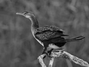Premier Spots for Glimpsing Tanzania's Elegant Cormorants in Their Watery Haunts!