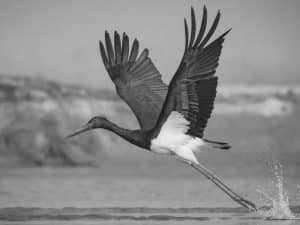 Premier Spots for Glimpsing Tanzania's Majestic Black Storks in Flight!