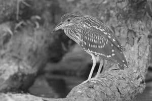 Premier Spots for Glimpsing Tanzania's Nocturnal Avian Wonders!