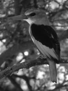 Preserving Paradise - Guardians of Tanzania's Gray-Headed Kingfisher Haven