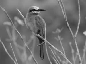 Preserving the Habitat of Tanzania's White-Fronted Bee-Eaters