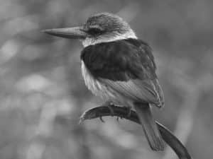 Prime Spots for Brown-Hooded Kingfisher Glimpses in Tanzania